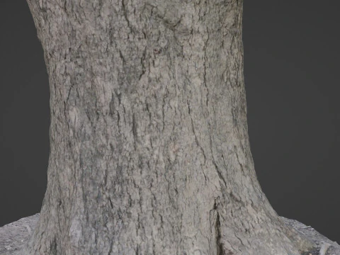 Big Trunk scan 3D Model