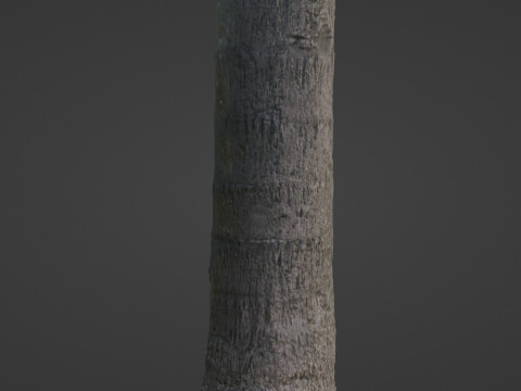Tree scan 3D Model