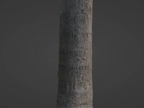 Tree scan 3D Model