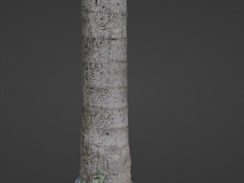 Tree scan 3D Model