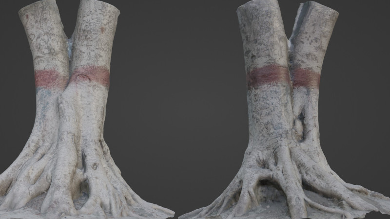 Scanned Gaint Tree Model 3D .c4d .max .obj .3ds .fbx .stl .blend