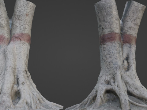Scanned Gaint Tree 3D Model
