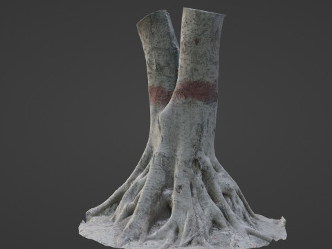 Scanned Gaint Tree Model 3D