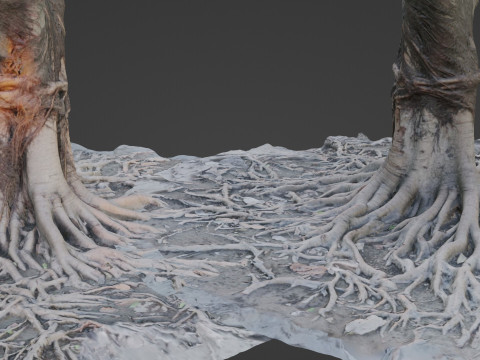 Gaint Roots Tree 3D Model