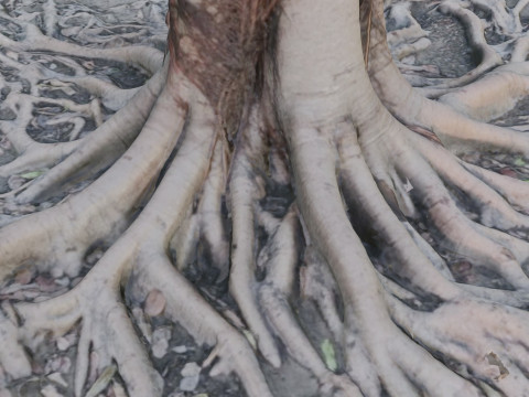 Gaint Roots Tree 3D Model