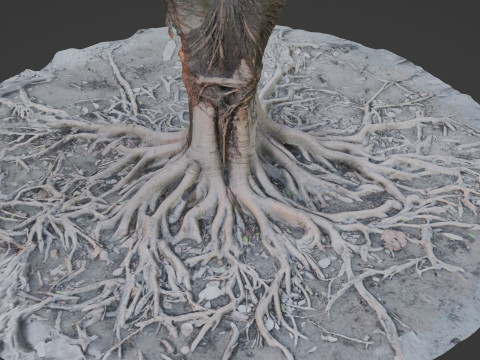 Gaint Roots Tree 3D Model