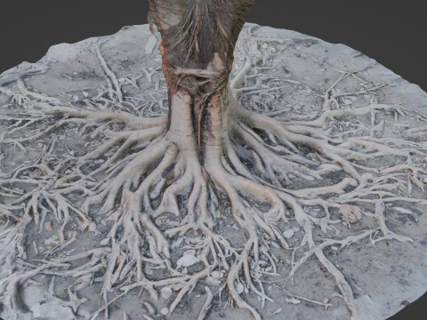 Gaint Roots Tree 3D Model