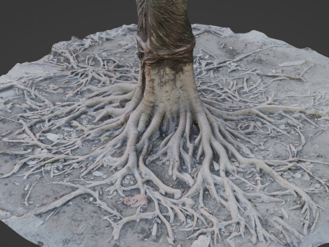 Gaint Roots Tree 3D Model