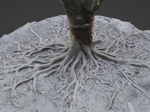 Gaint Roots Tree 3D Model