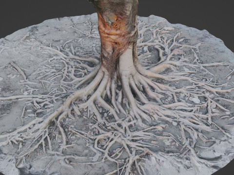 Gaint Roots Tree 3D Model
