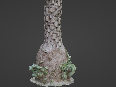 Palm tree 3D Model