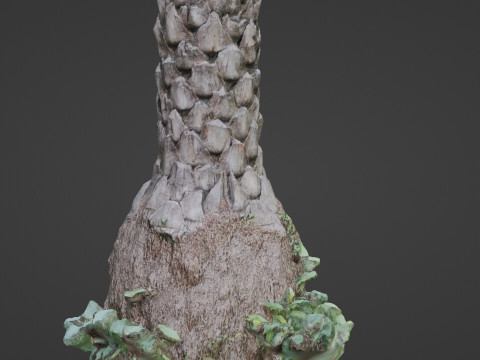 Palm tree 3D Model