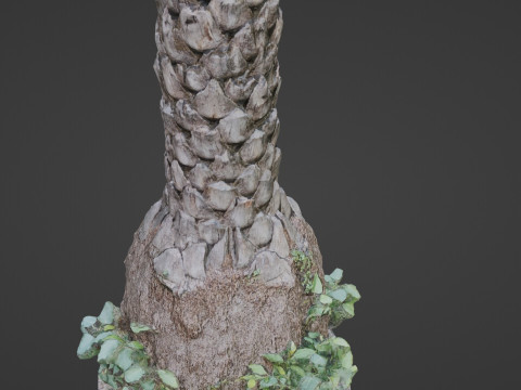 Palm tree 3D Model