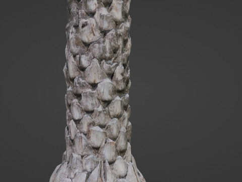 Palm tree 3D Model