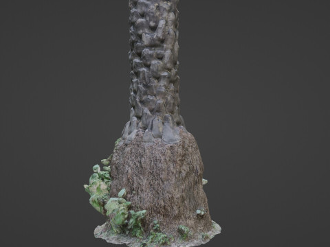 Palm tree 3D Model