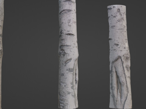 Birch Tree Bark Modelo 3D