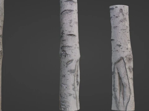 Kora brzozy Model 3D