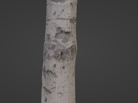Birch Tree Bark 3D 모델