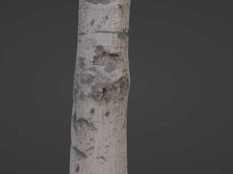 Birch Tree Bark 3D Model