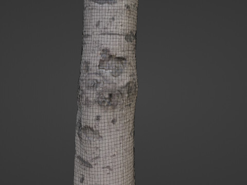 Birch Tree Bark 3D 모델