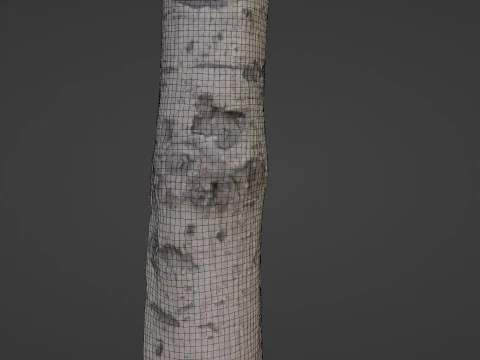 Birch Tree Bark 3D Model