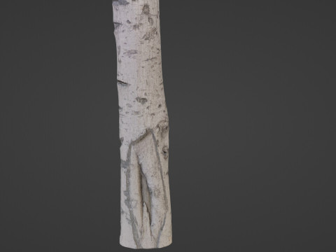 Birch Tree Bark 3D 모델