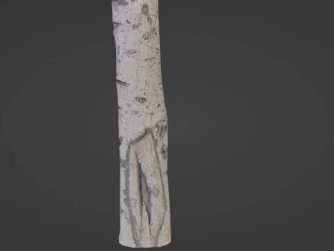 Birch Tree Bark 3D Model