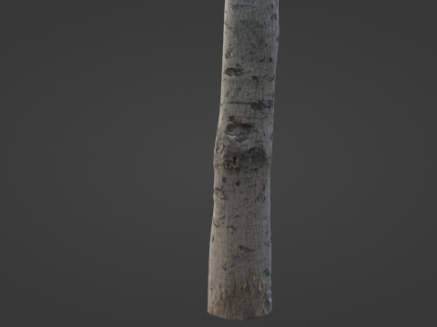 Birch Tree Bark 3D 모델