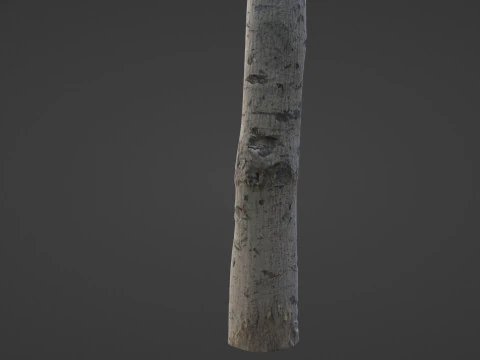 Birch Tree Bark 3D Model