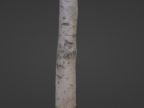 Birch Tree Bark 3D 모델