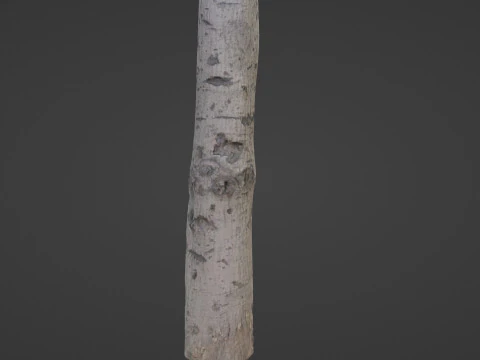 Birch Tree Bark 3D Model