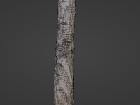 Birch Tree Bark 3D 모델