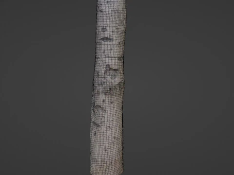 Birch Tree Bark 3D Model