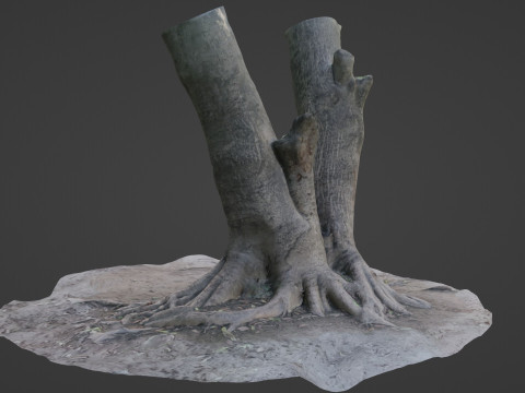 Tree with roots Model 3D