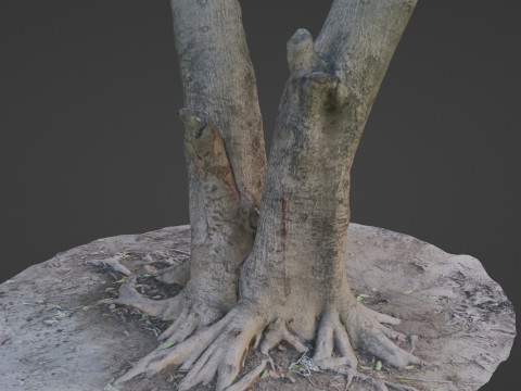 Tree with roots Model 3D