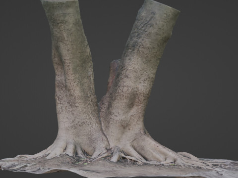 Tree with roots Model 3D