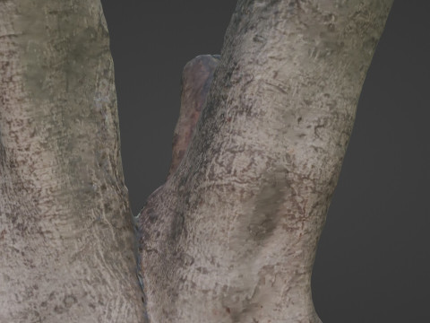Tree with roots Model 3D