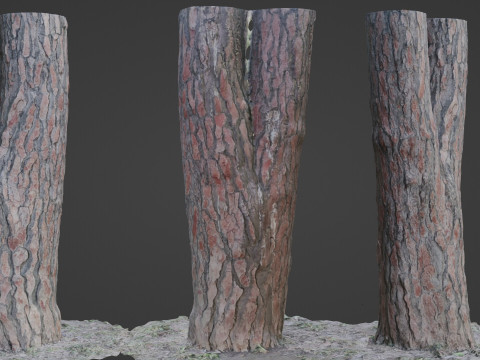 Pine Tree Trunk Modello 3D