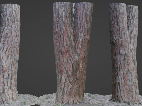 Pine Tree Trunk 3D Model