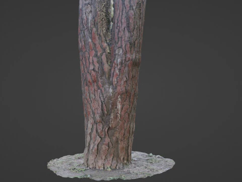 Pine Tree Trunk 3D Model