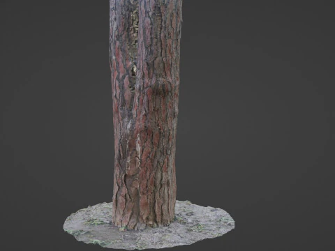 Pine Tree Trunk 3D Model