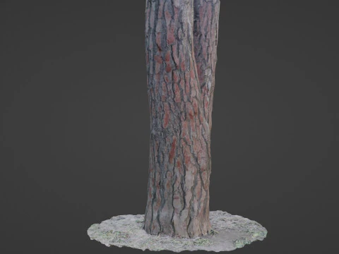 Pine Tree Trunk 3D Model