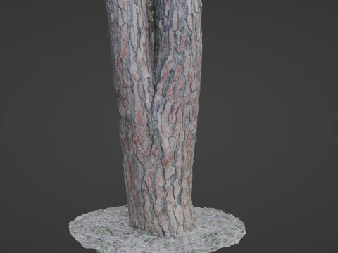 Pine Tree Trunk 3D Model