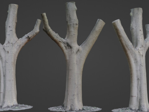 Tree trunk split scan Modèle 3D