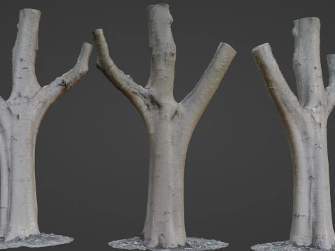 Раздельное сканирование ствола дерева 3D Модель