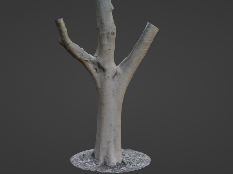 Tree trunk split scan Modèle 3D