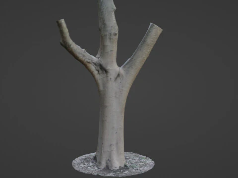 Tree trunk split scan 3D Model