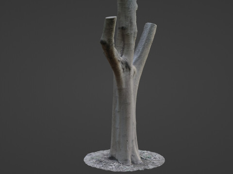 Tree trunk split scan Modèle 3D