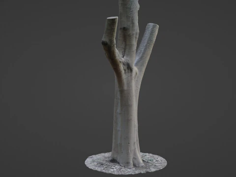 Tree trunk split scan 3D Model