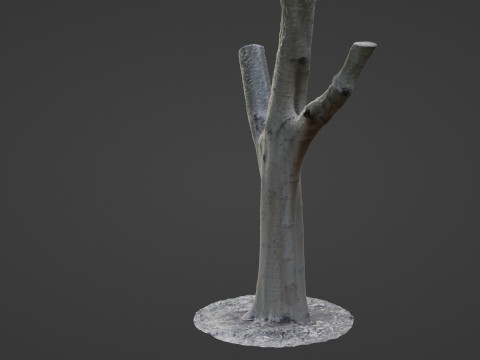 Tree trunk split scan Modèle 3D